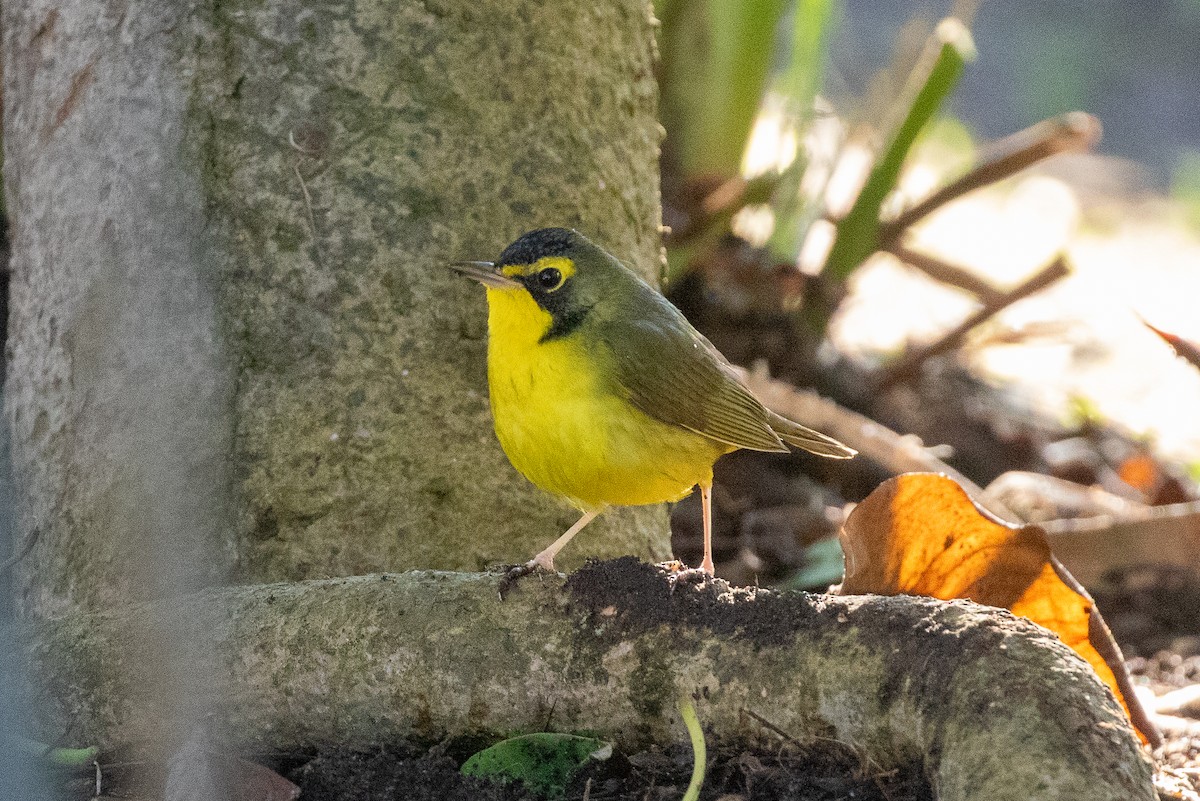 Kentucky Warbler - ML646154596