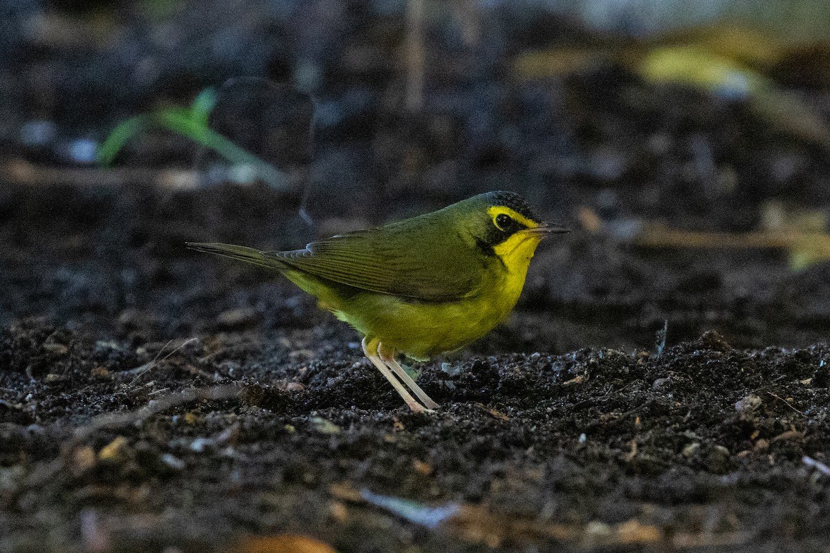 Kentucky Warbler - ML646154597
