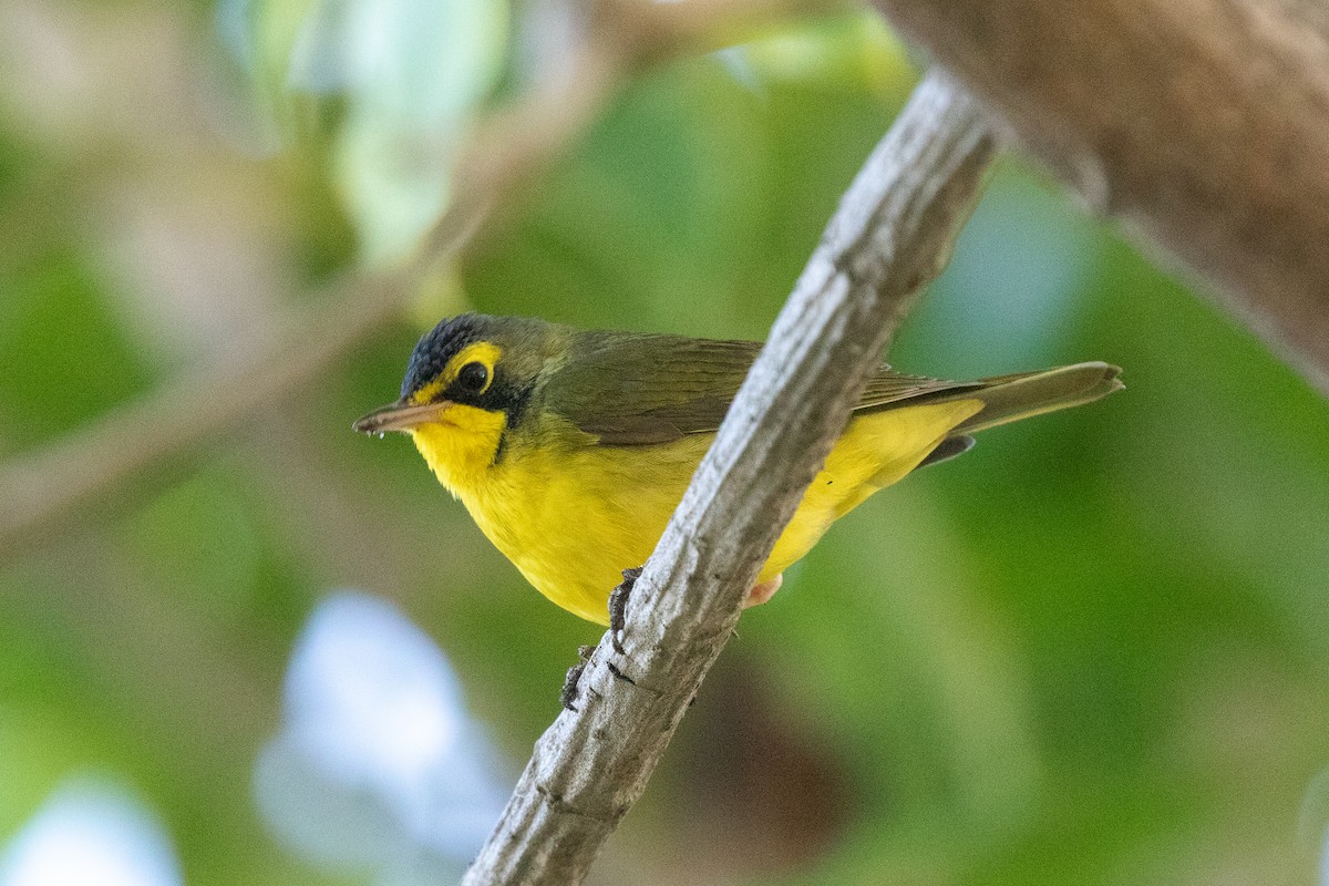 Kentucky Warbler - ML646154598