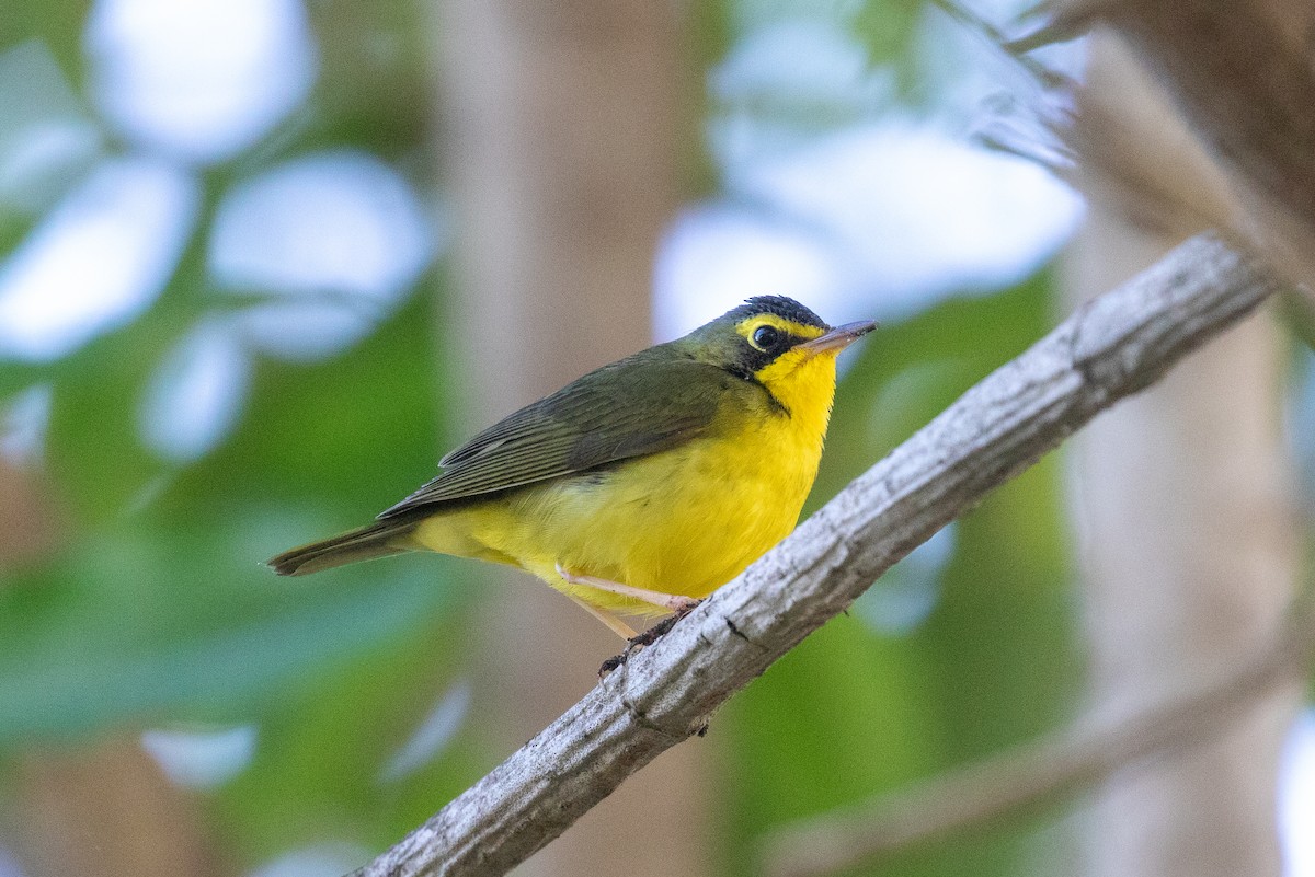 Kentucky Warbler - ML646154599