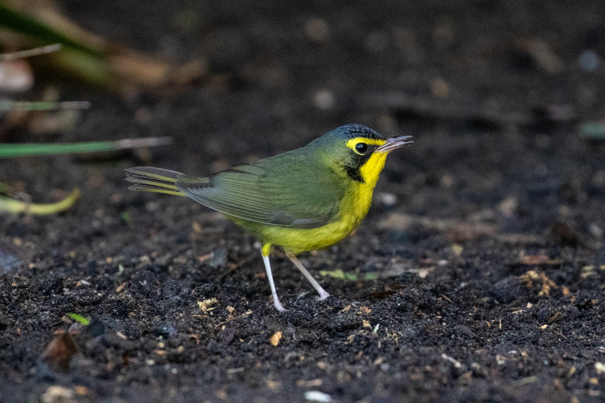 Kentucky Warbler - ML646154600