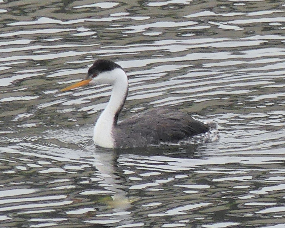 Clark's Grebe - ML646154601
