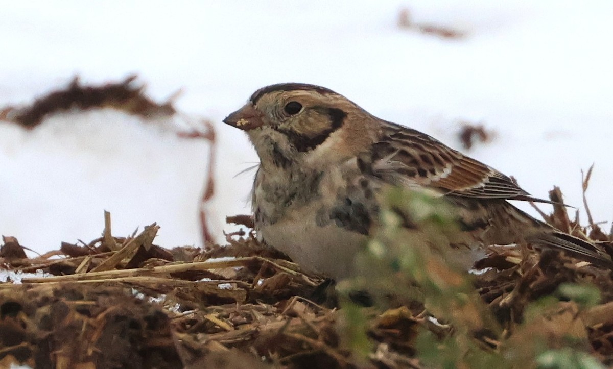 Lapland Longspur - ML646154603