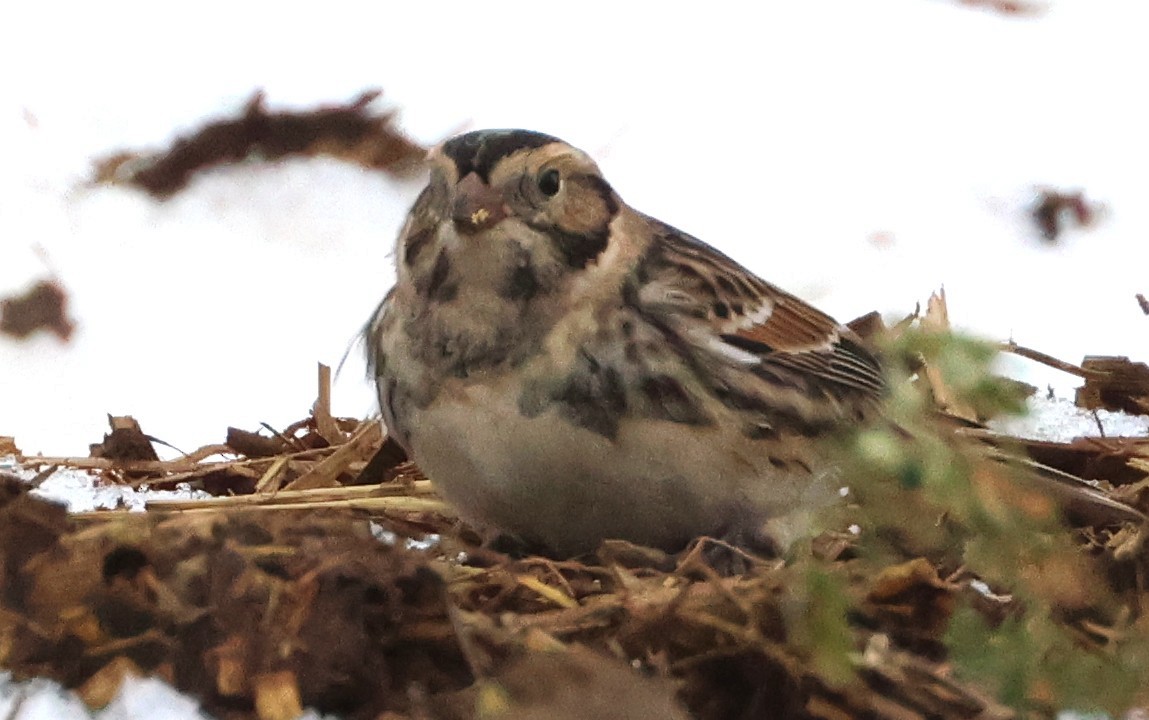 Lapland Longspur - ML646154604