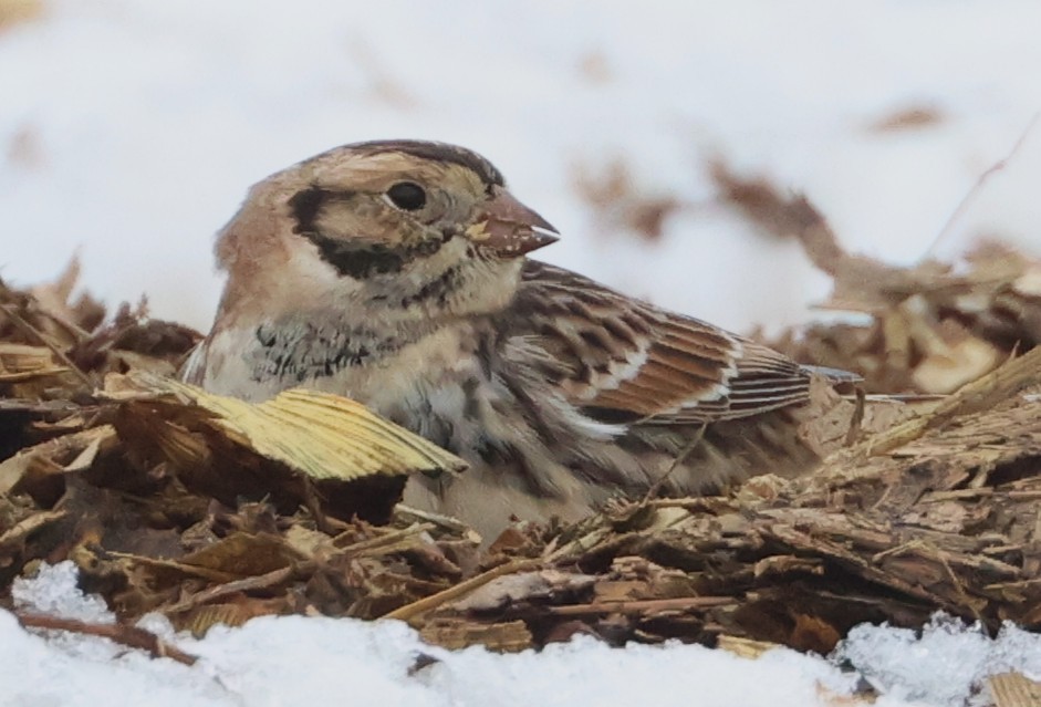Lapland Longspur - ML646154605