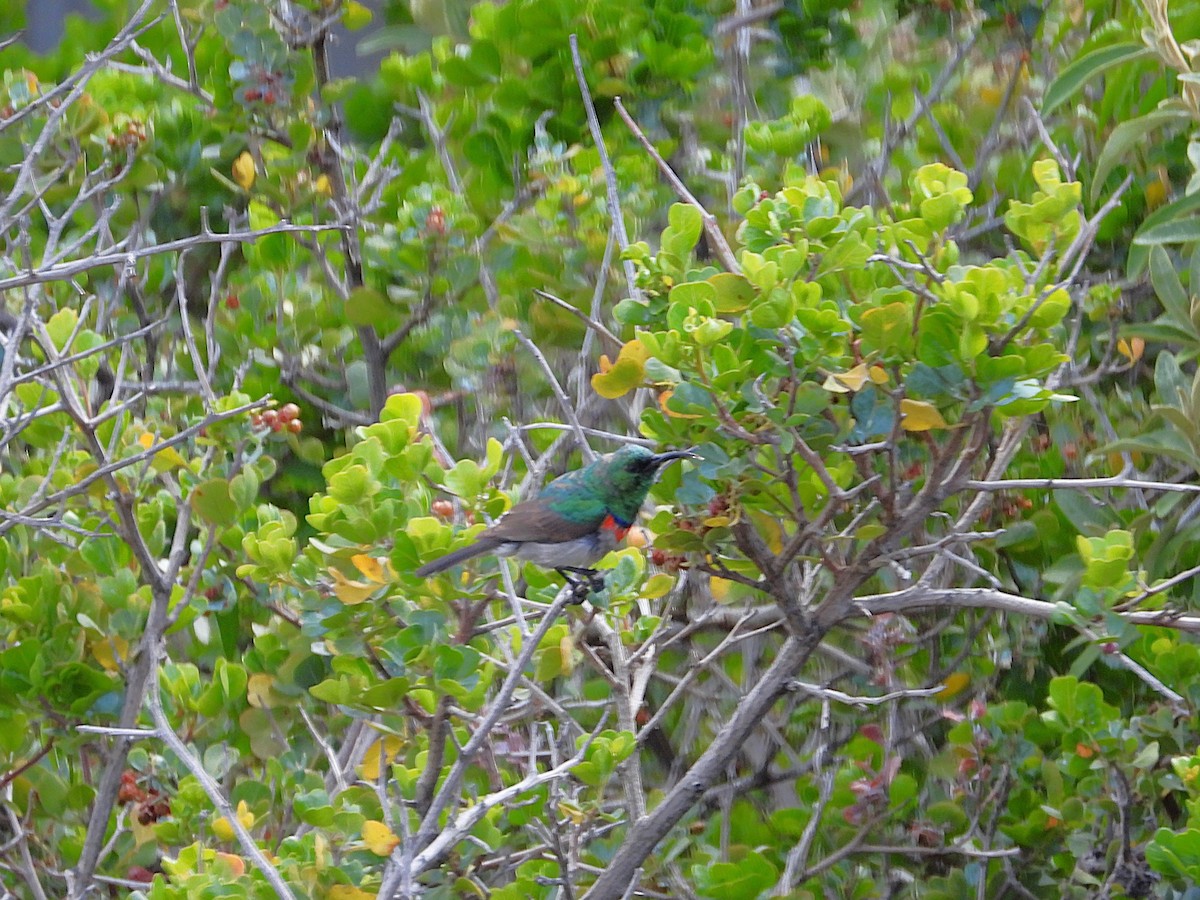 Güneyli Çift Kuşaklı Nektarkuşu - ML646154608