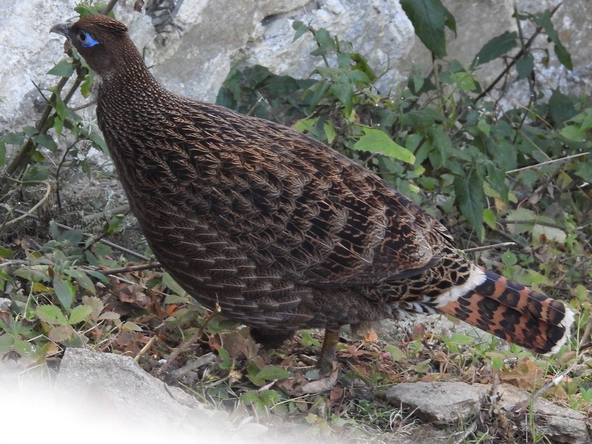 Himalayan Monal - ML646154613