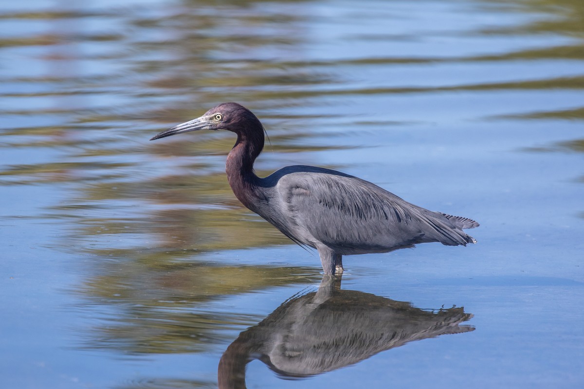 Little Blue Heron - ML646154615