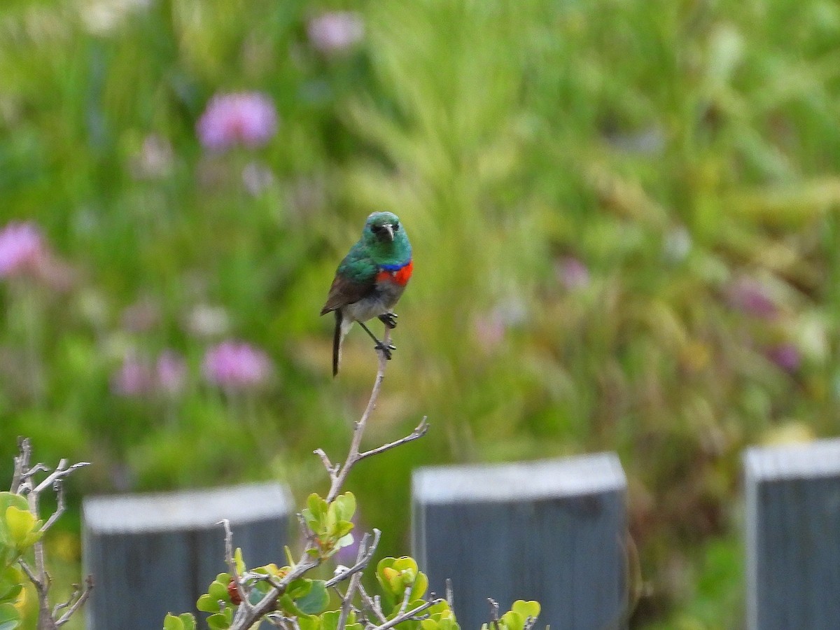 Güneyli Çift Kuşaklı Nektarkuşu - ML646154616