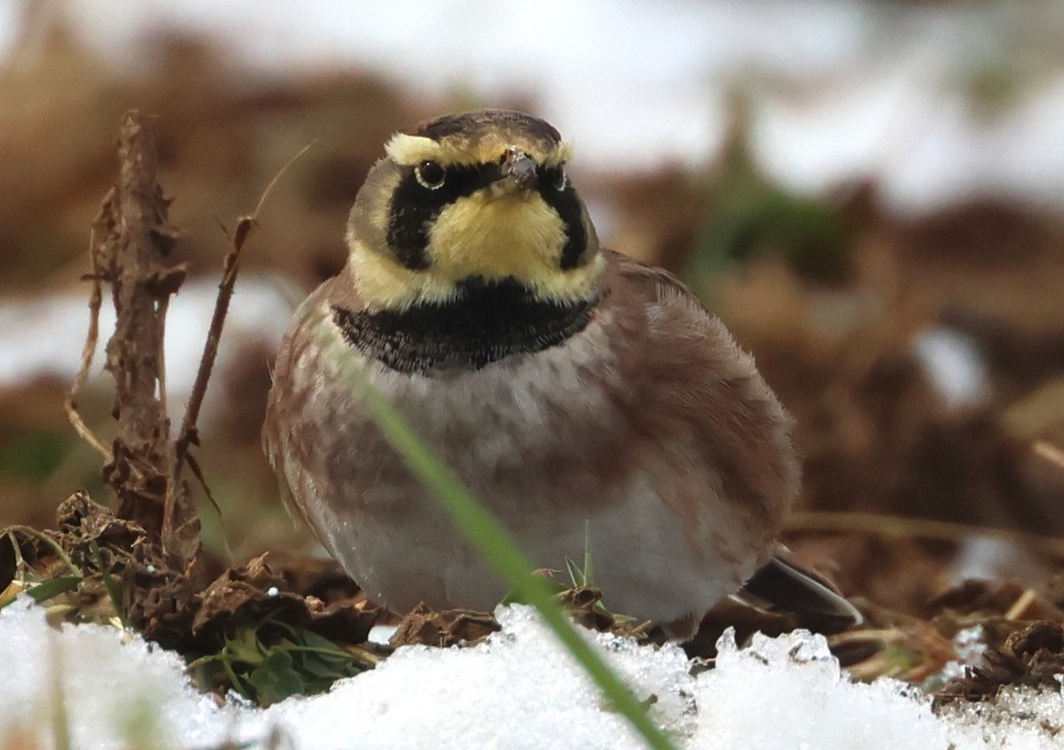 Horned Lark - ML646154618