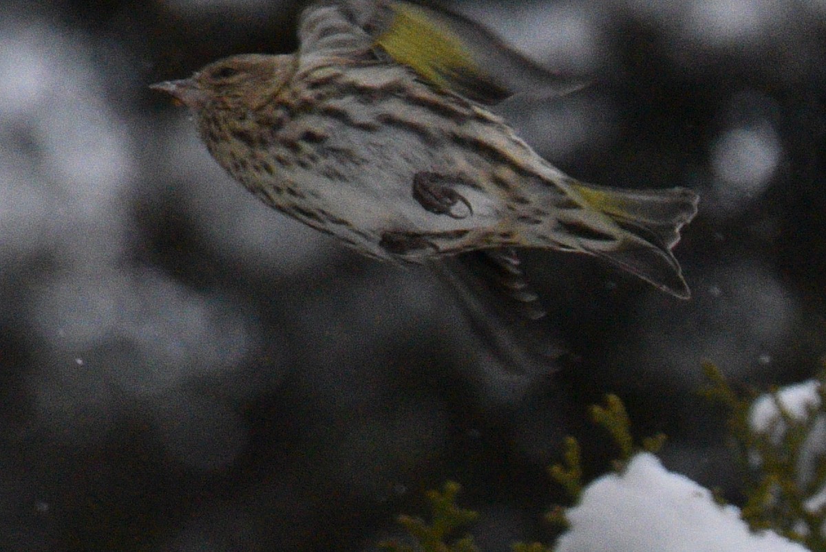 Pine Siskin - ML646154624