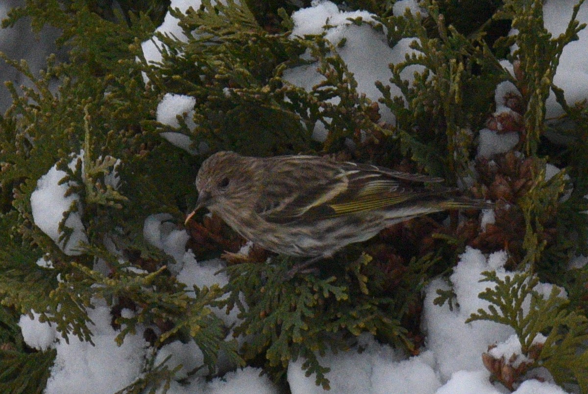 Pine Siskin - ML646154625