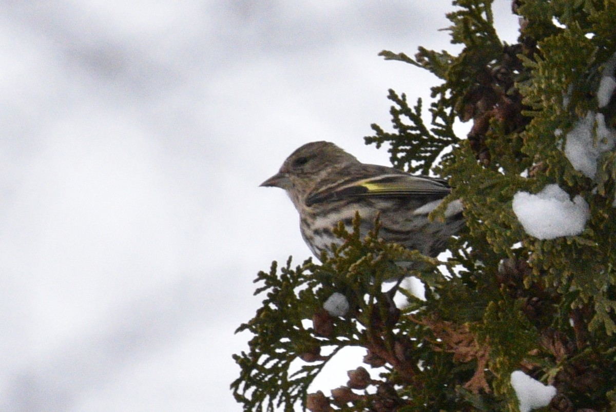 Pine Siskin - ML646154626