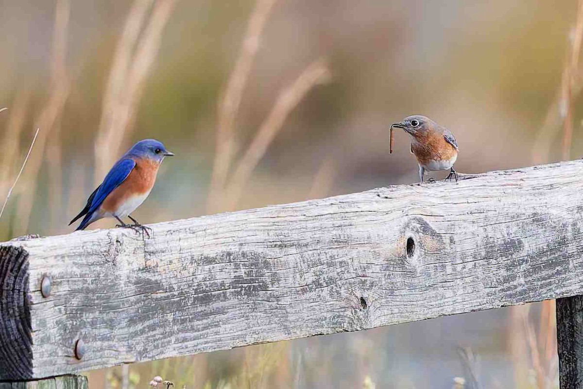 Eastern Bluebird - ML646154631
