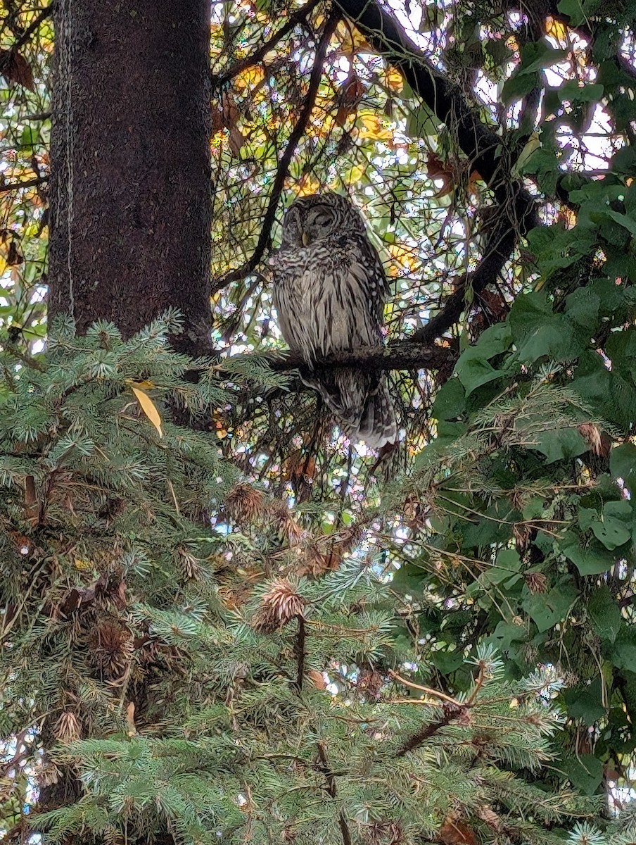 Barred Owl - ML646154639