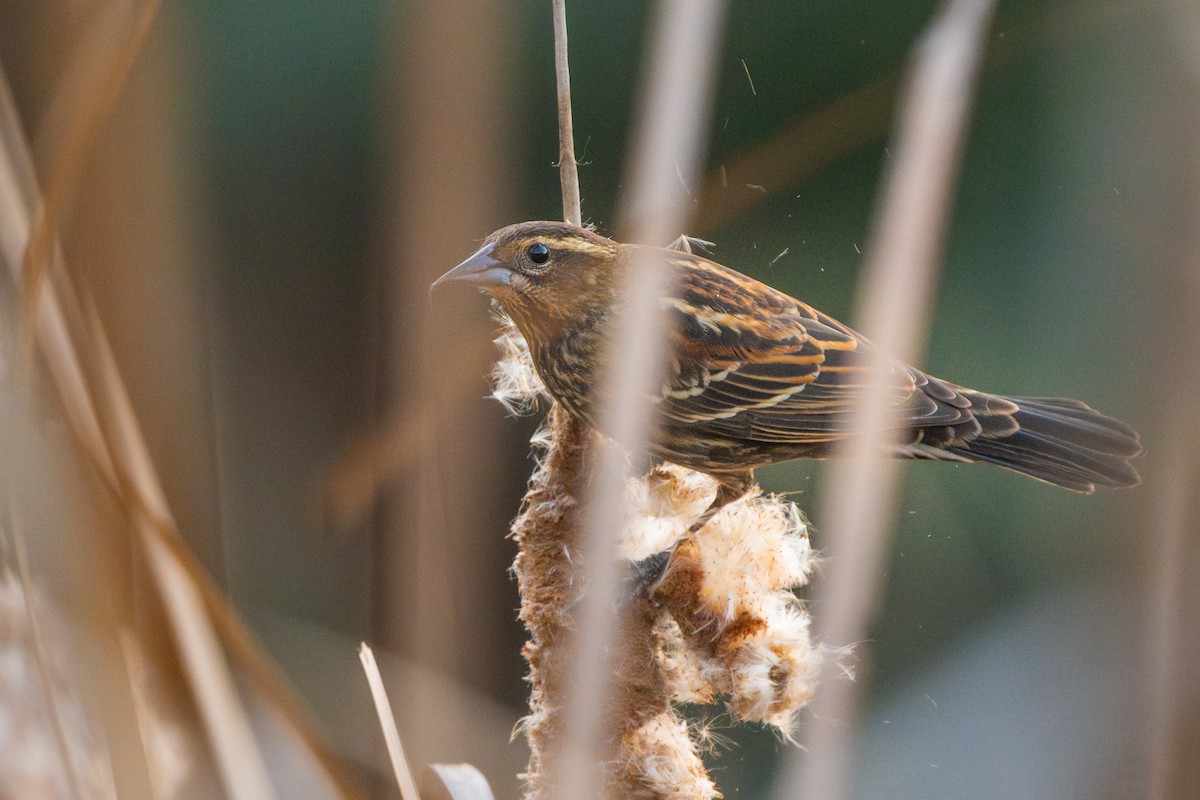 Red-winged Blackbird - ML646154643