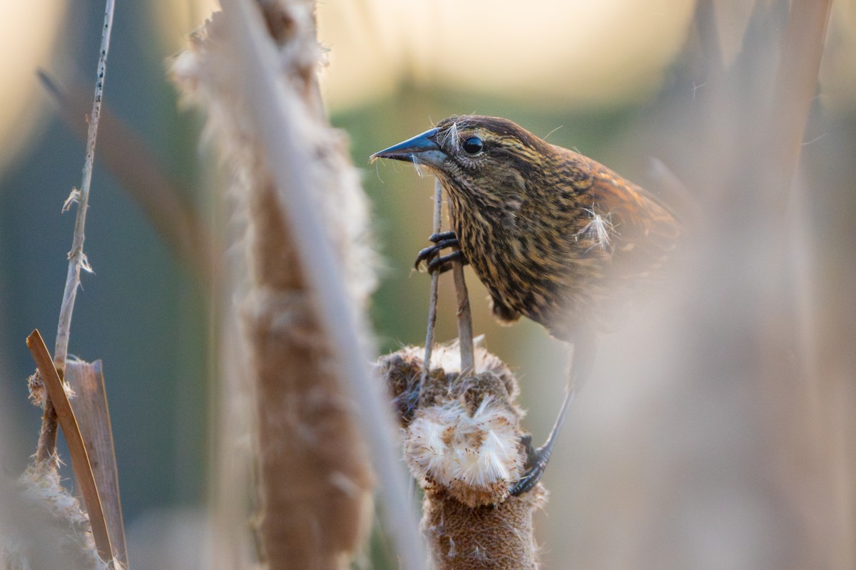 Red-winged Blackbird - ML646154644