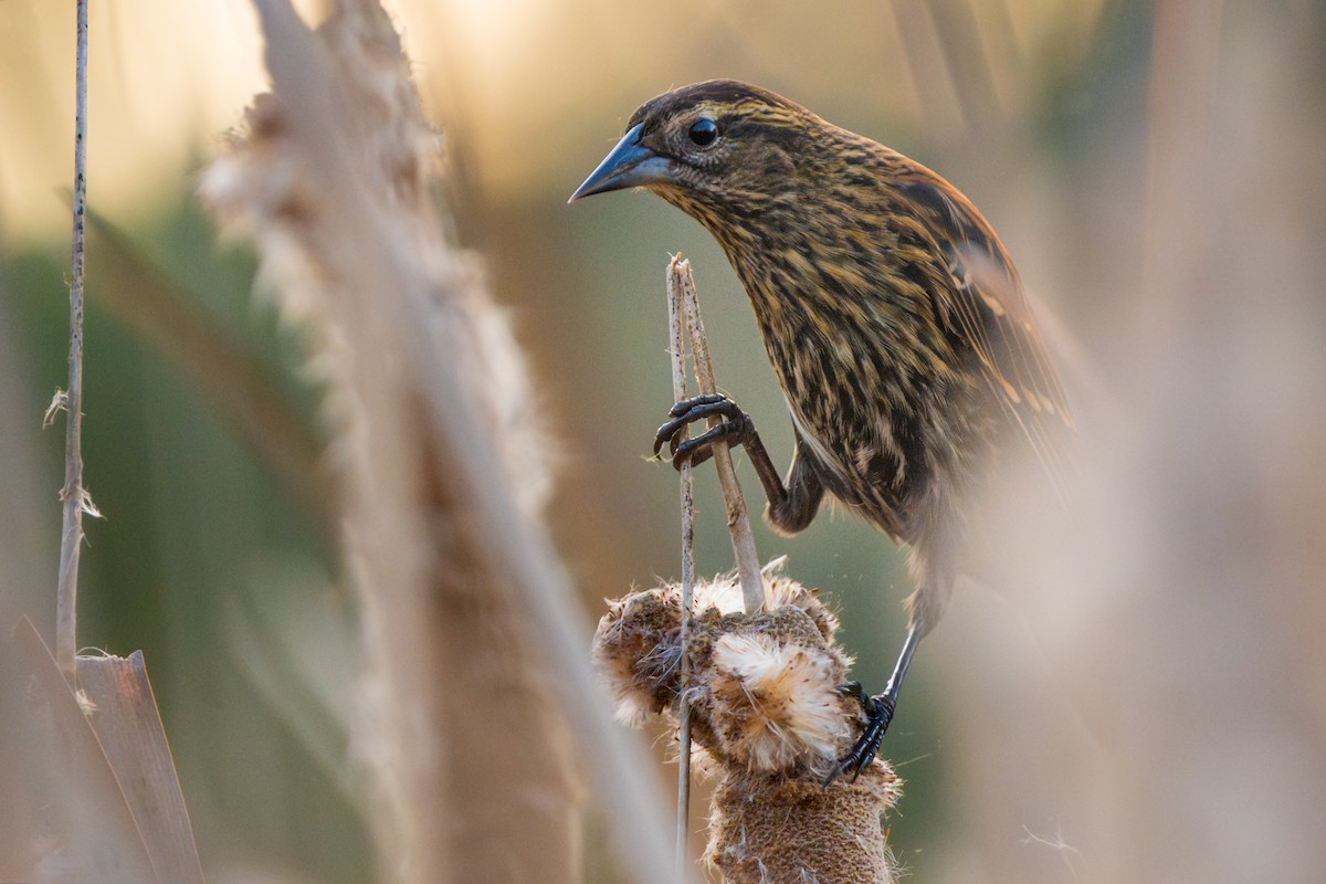 Red-winged Blackbird - ML646154645