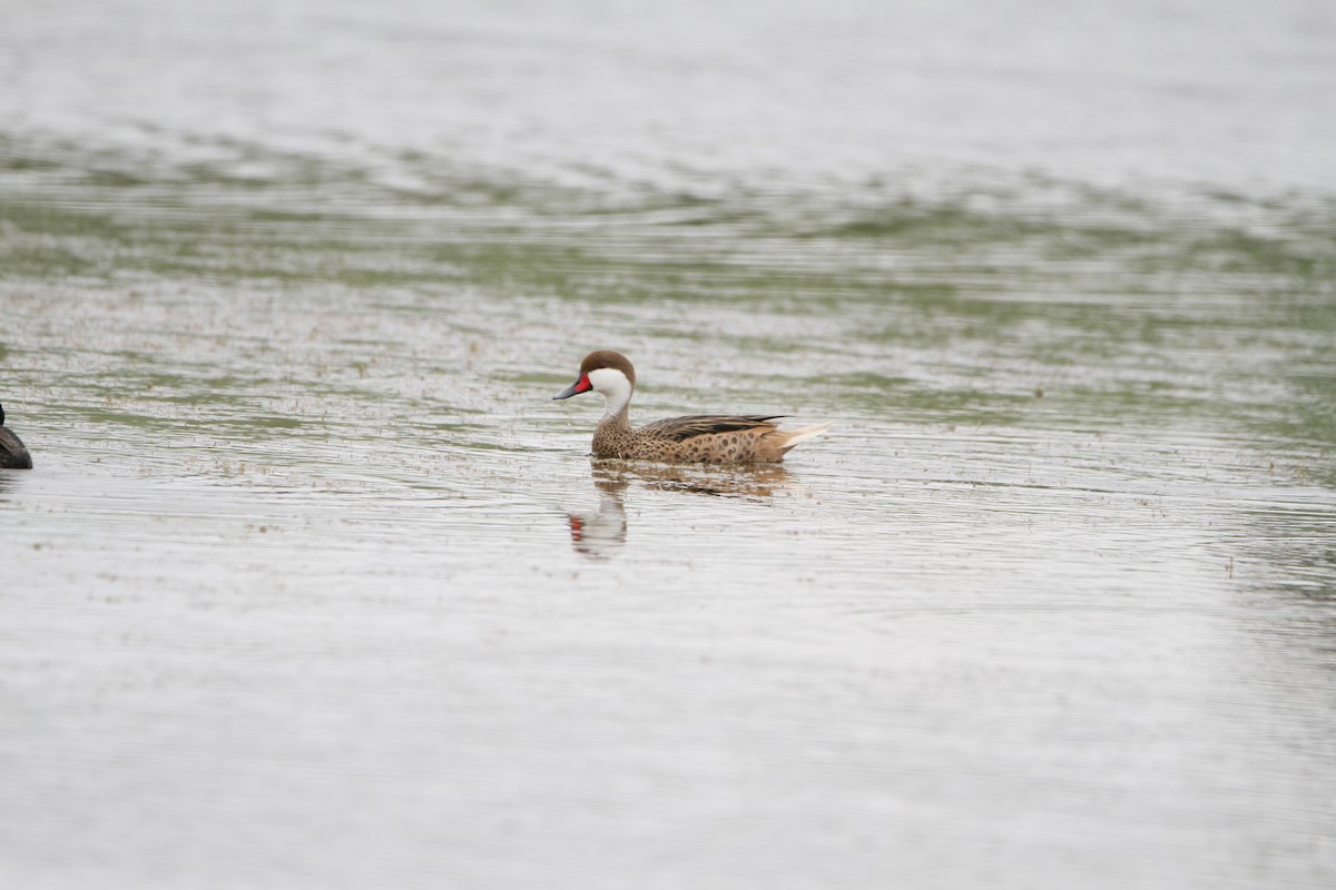 White-cheeked Pintail - ML646154647