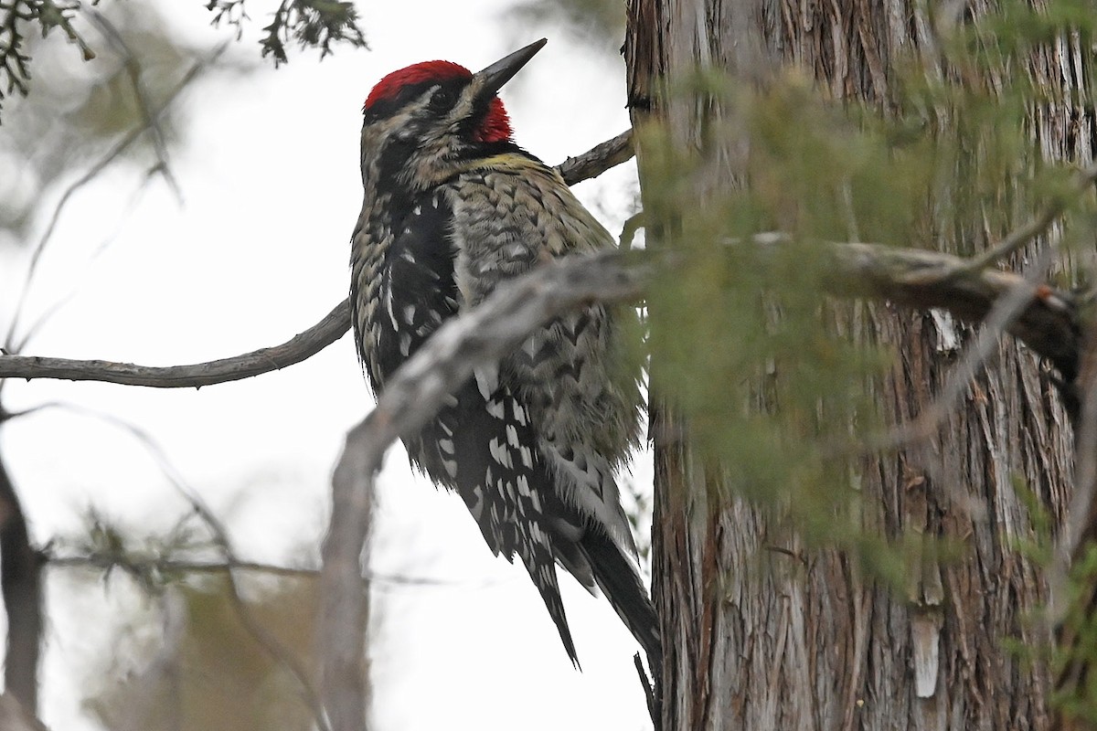 Yellow-bellied Sapsucker - ML646154650