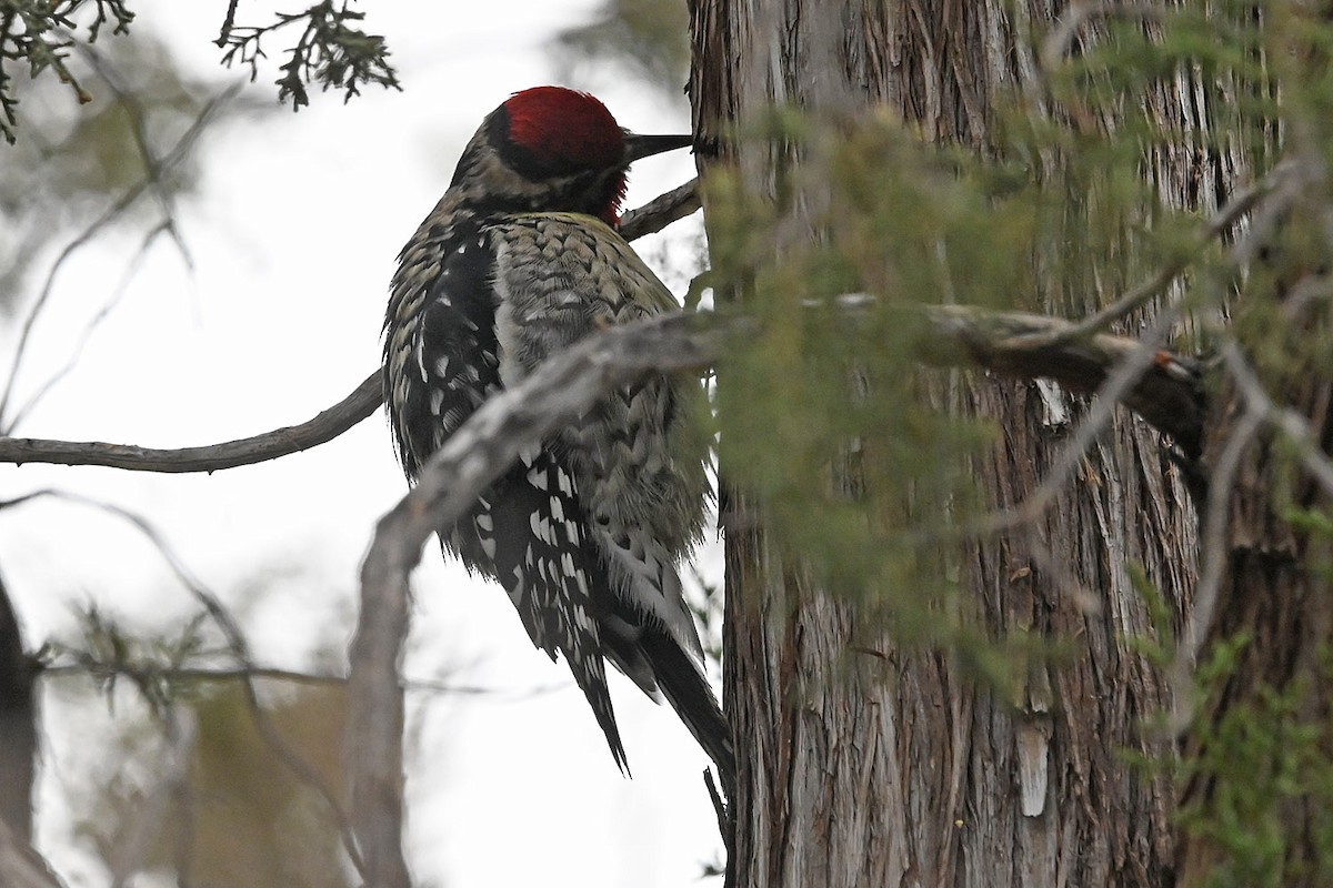 Yellow-bellied Sapsucker - ML646154651