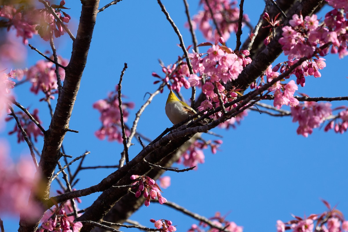 Chestnut-flanked White-eye - ML646154652