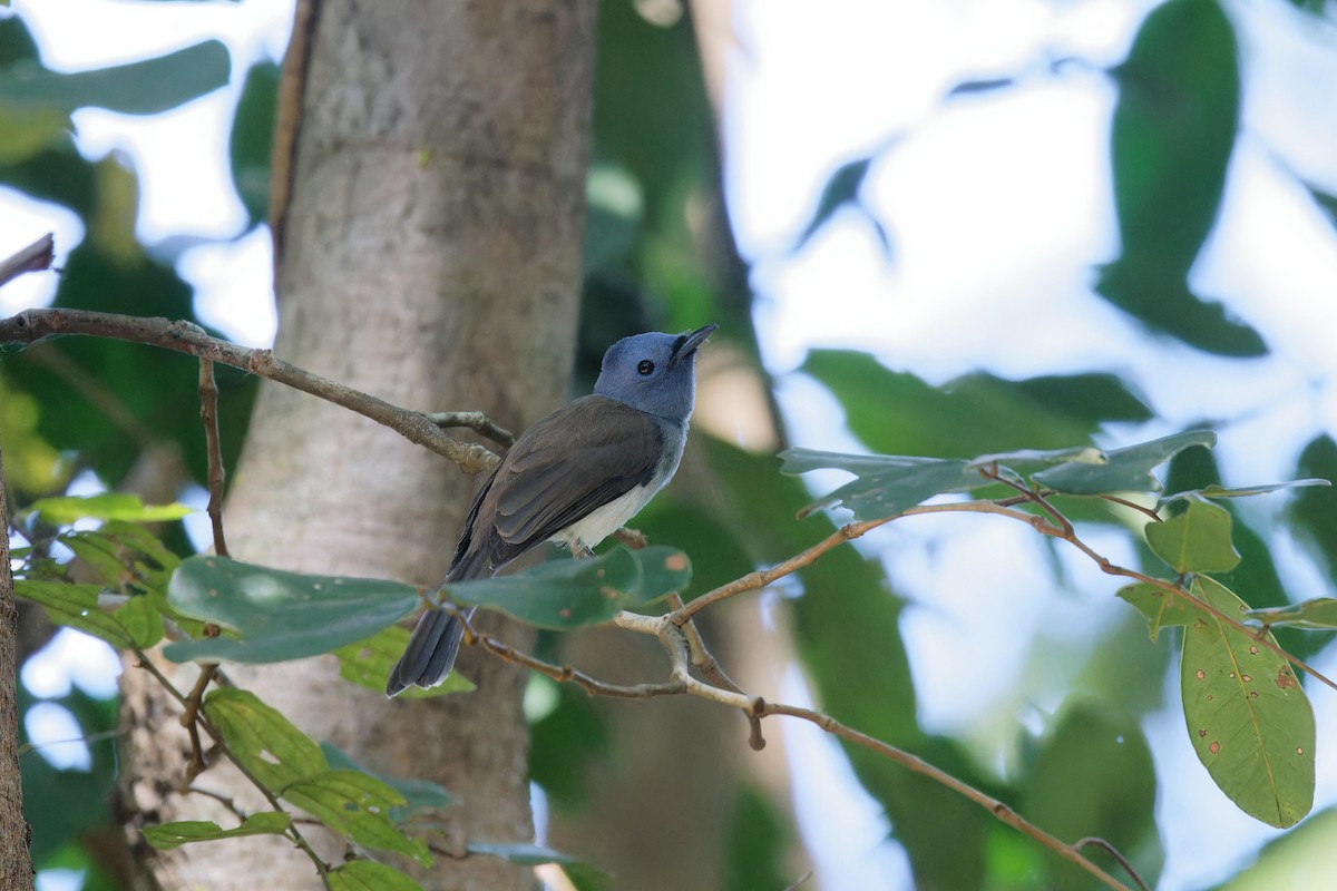 lejskovec azurový - ML646154657