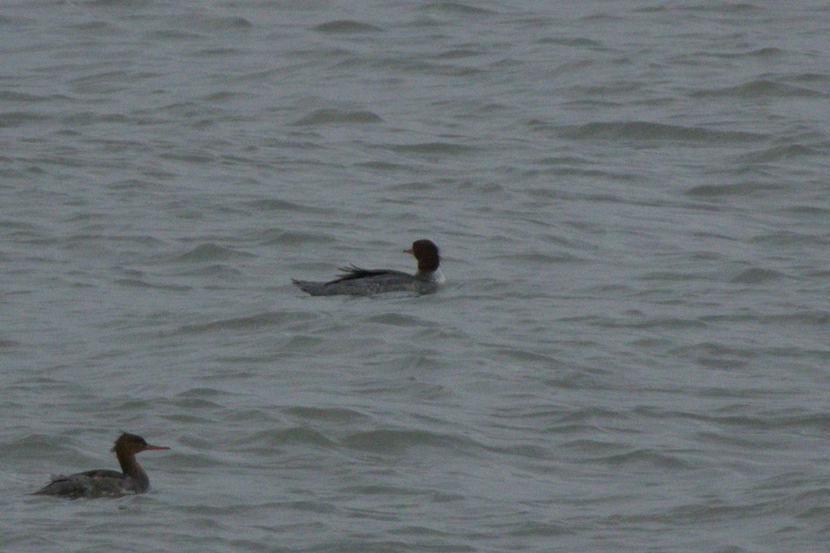 Common Merganser - ML646154658