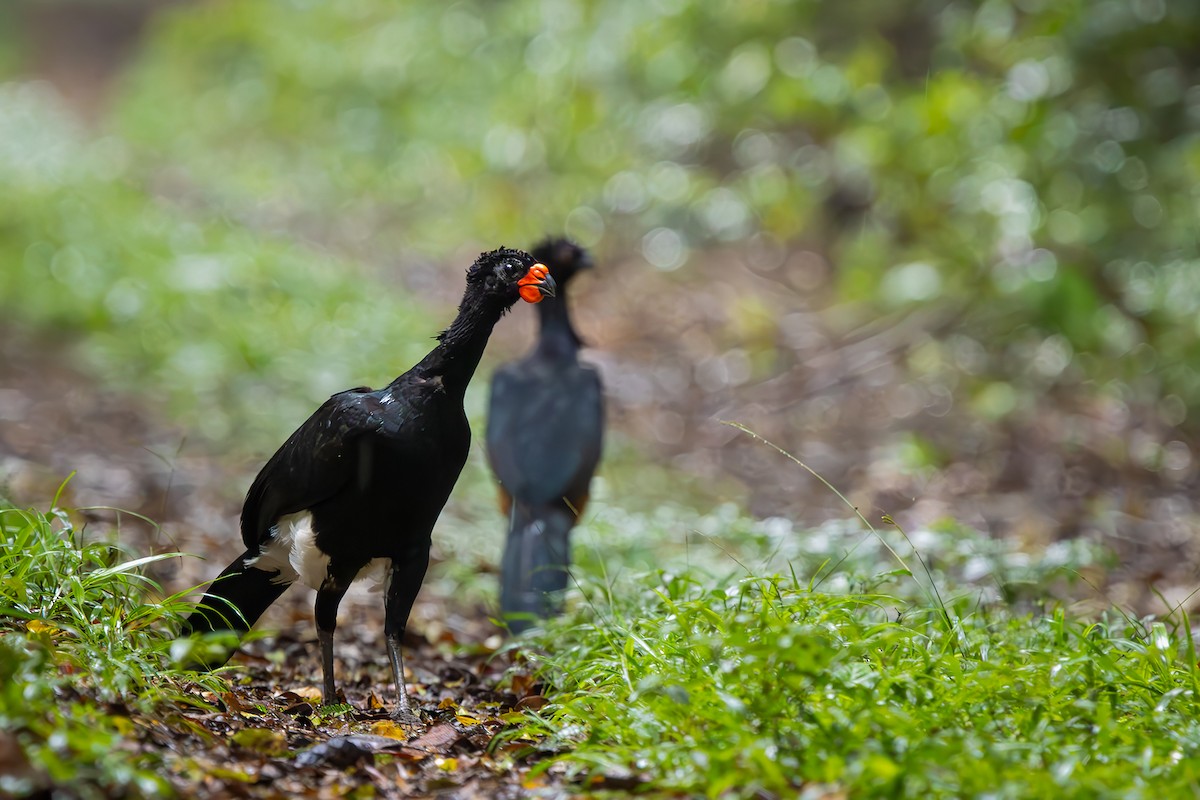 Red-billed Curassow - ML646154659