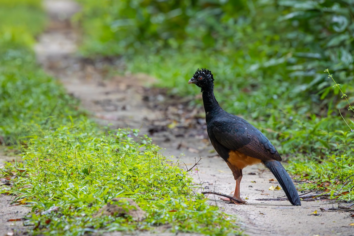 Red-billed Curassow - ML646154660