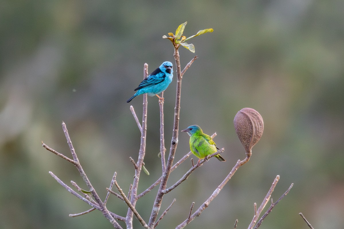 Blue Dacnis - ML646154661