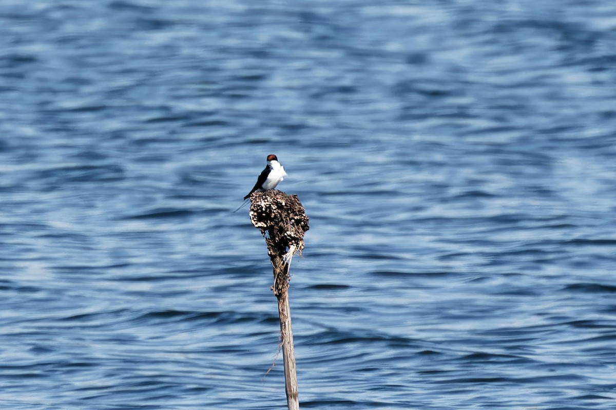 vlaštovka dlouhoocasá - ML646154664