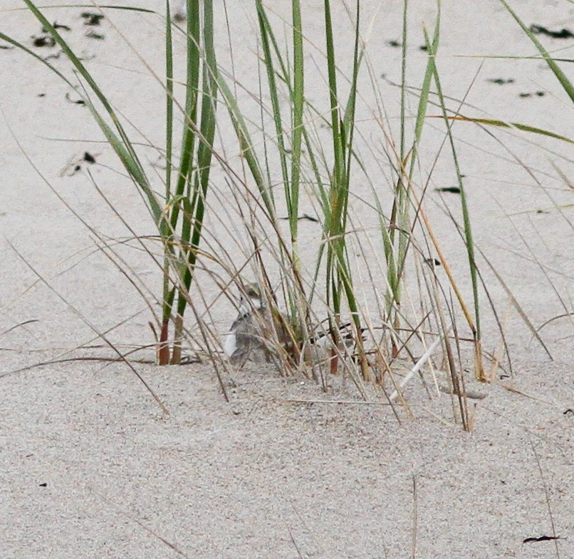 Piping Plover - ML646154665