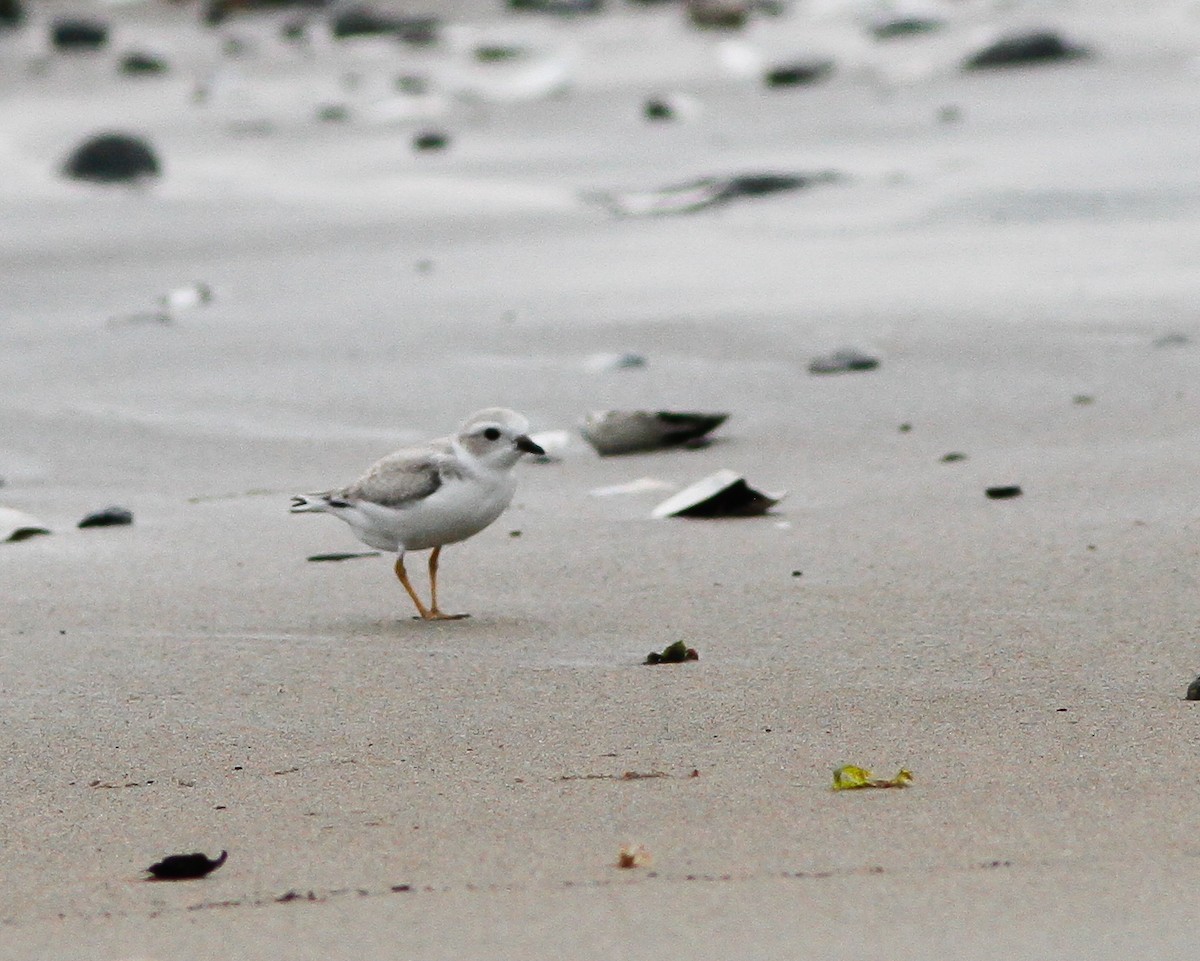 Piping Plover - ML646154666