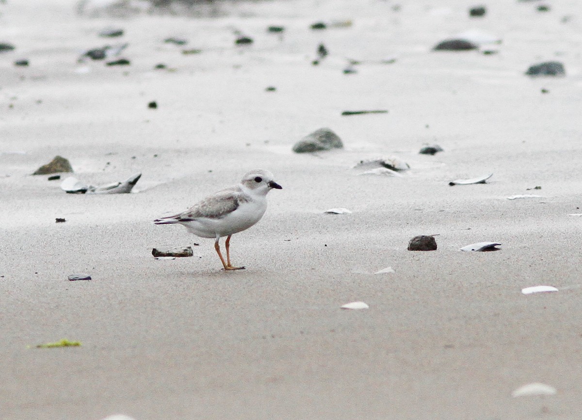 Piping Plover - ML646154667