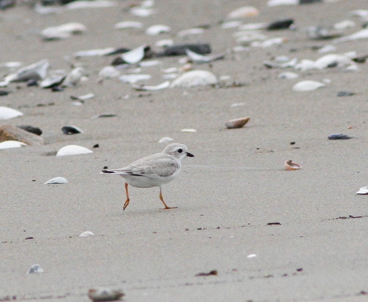 Piping Plover - ML646154668