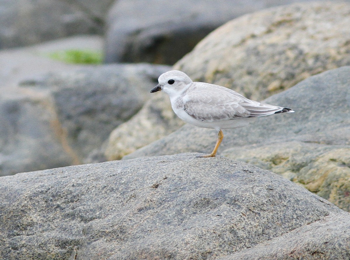 Piping Plover - ML646154669
