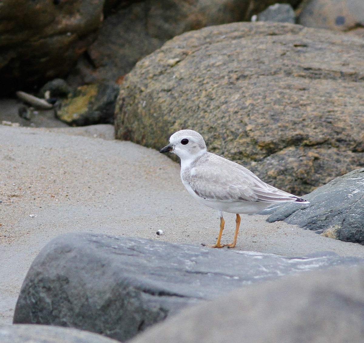 Piping Plover - ML646154670