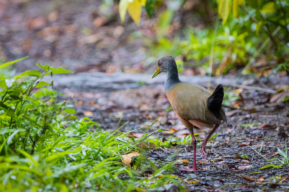 Gray-cowled Wood-Rail - ML646154671