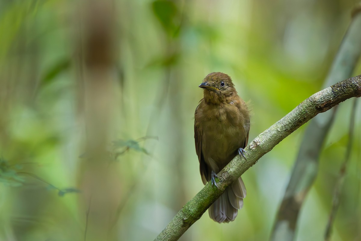 Brown-winged Schiffornis - ML646154675