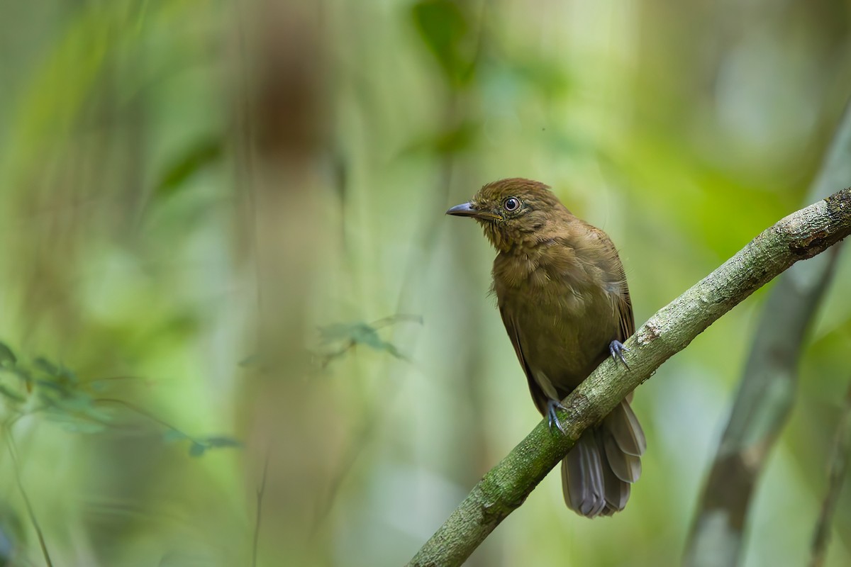 Brown-winged Schiffornis - ML646154676