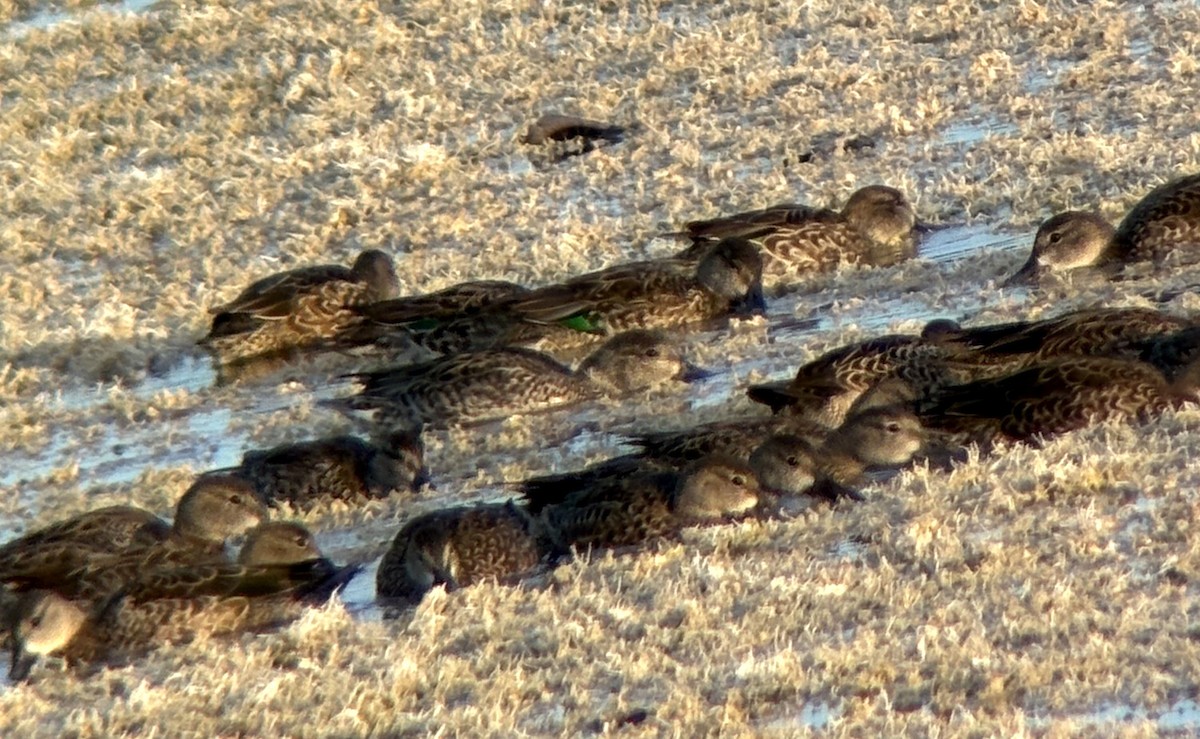 Green-winged Teal - ML646154677