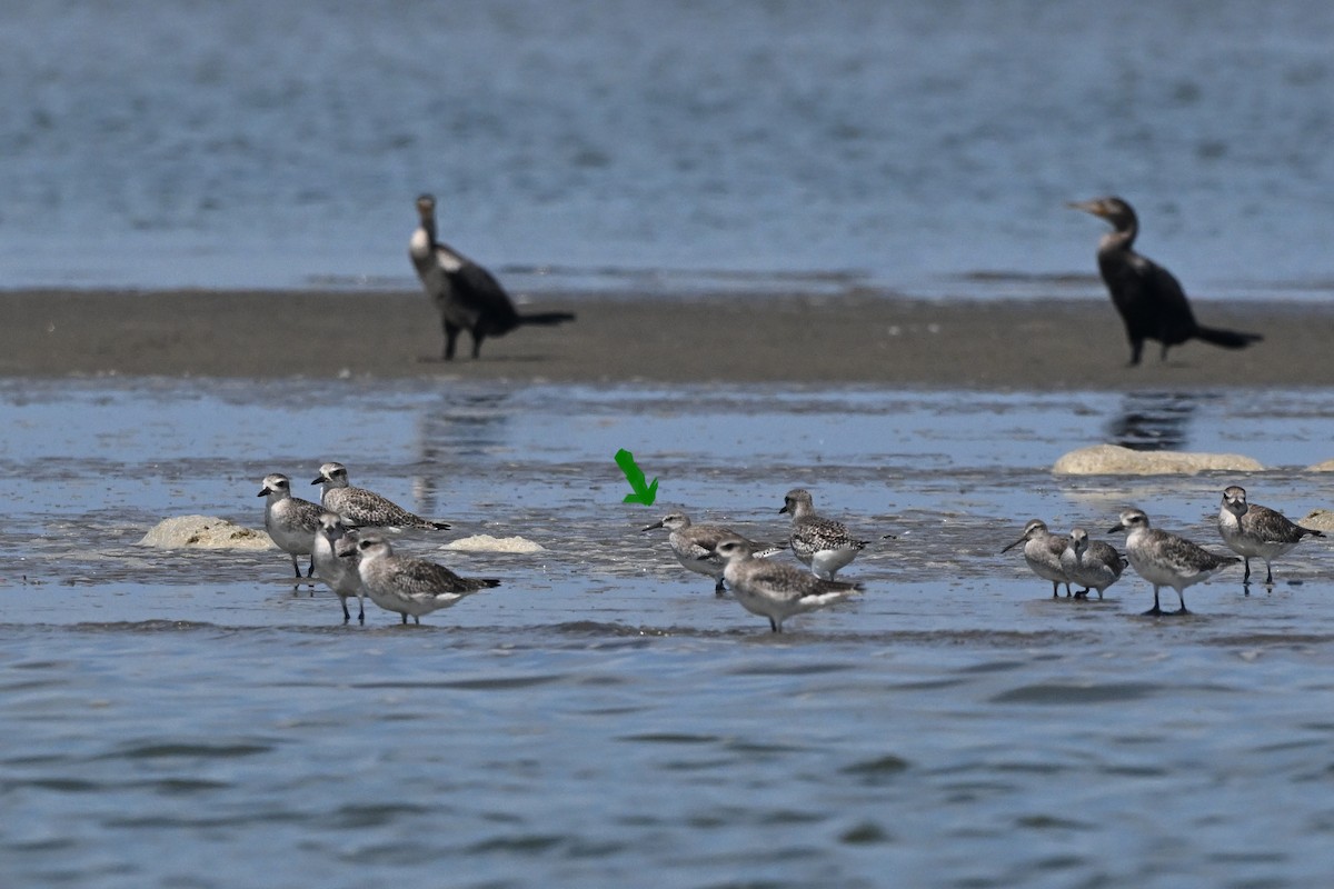 Red Knot - ML646154678