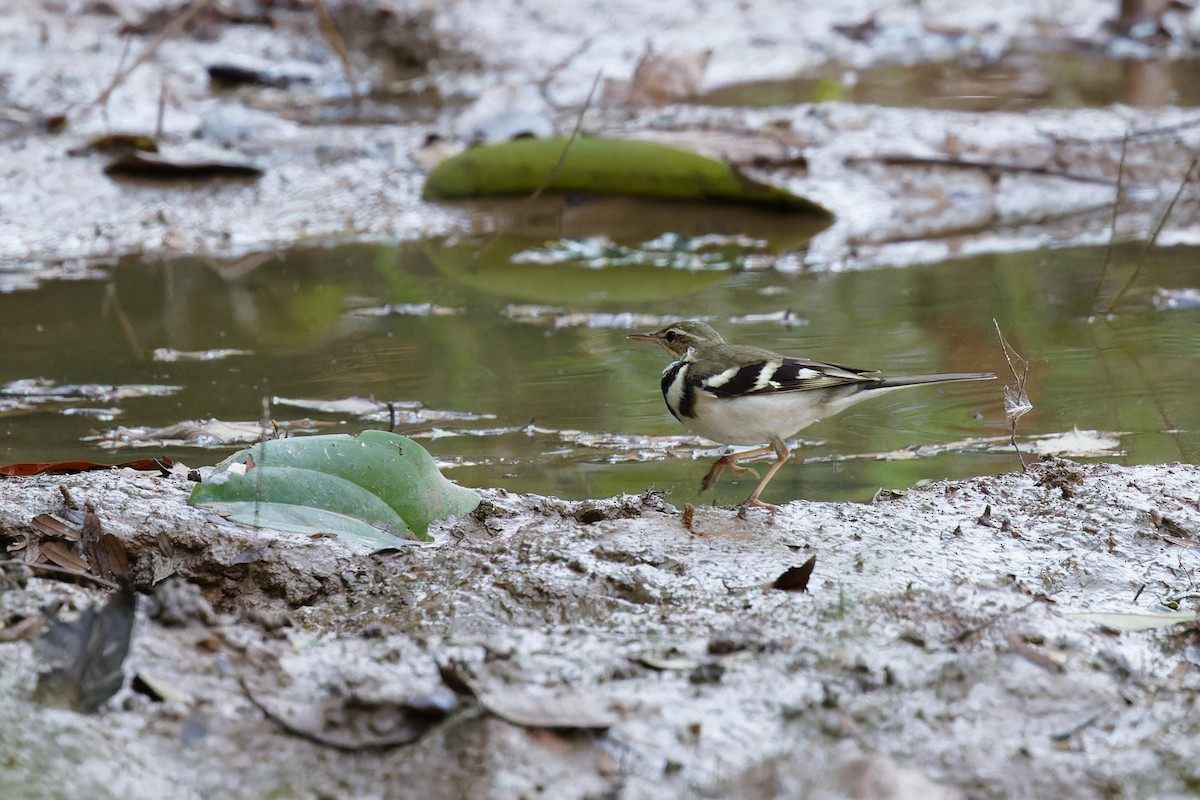 konipas lesní - ML646154680