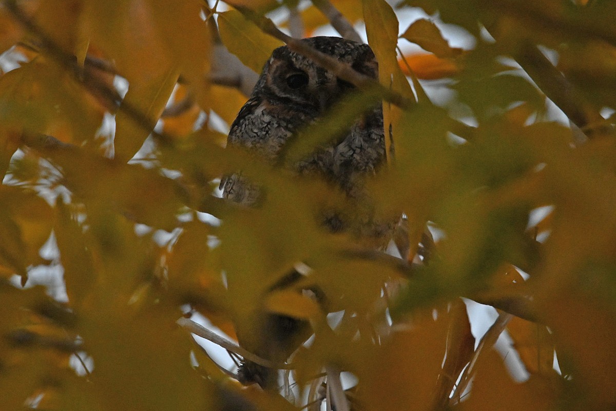 flammeugle - ML646154681