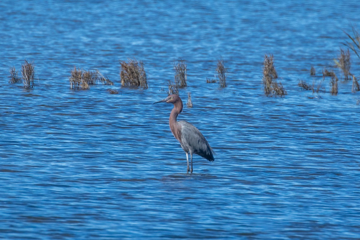 Reddish Egret - ML646154682