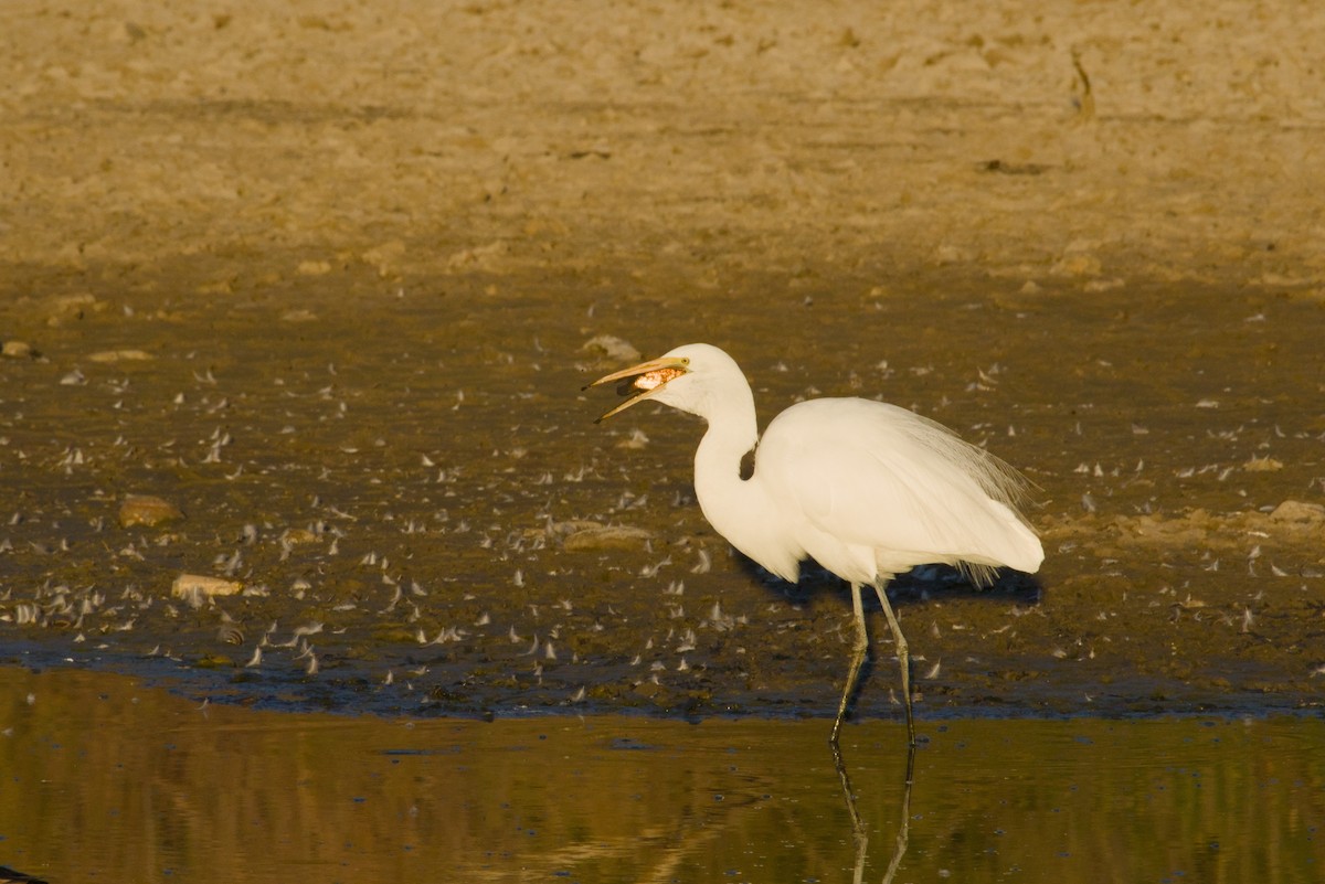 ダイサギ - ML646154686