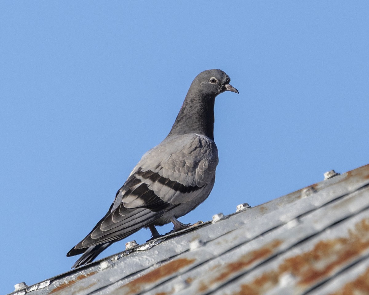 holub skalní (domácí) - ML646154694