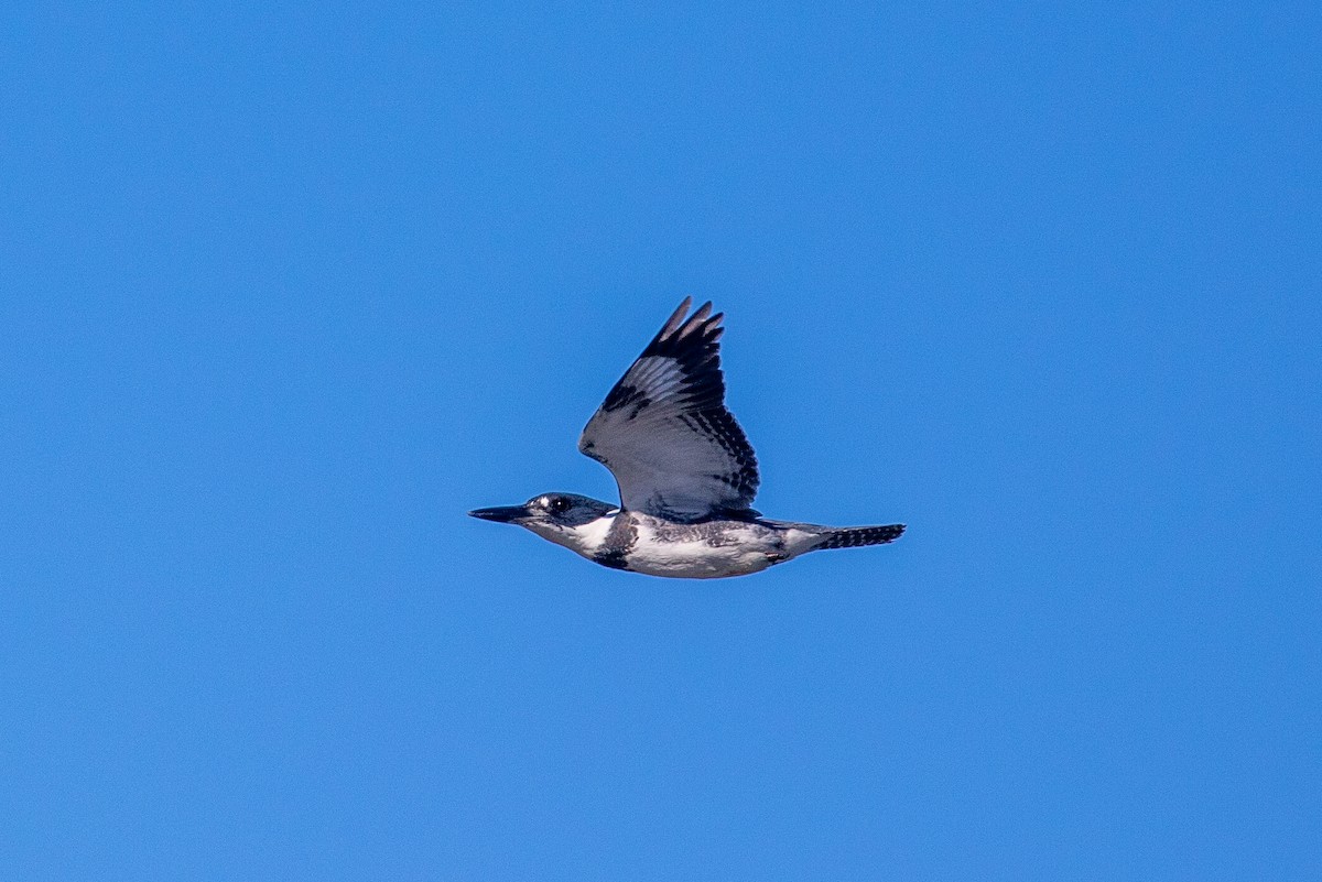 Belted Kingfisher - ML646154695