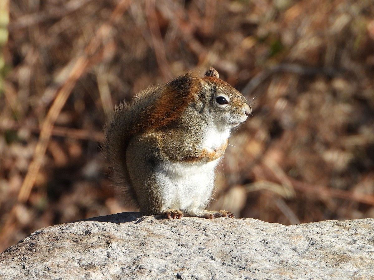 東部花栗鼠 - ML646154700